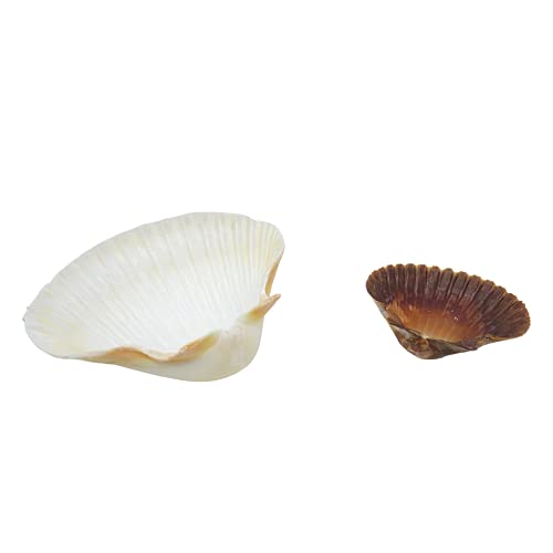 Needzo Hermit Crab Food and Water Shell Dishes, Habitat Tank Supplies for Pets, 3.75 x 2.25 Inches (Pack of 2)