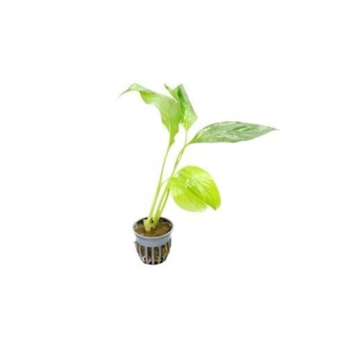 Brazilian Sword Peace Lily (Spathiphyllum sp) - Live Aquarium Plant - Freshwater - Medium Light