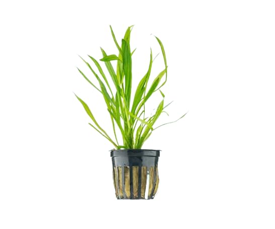 Live Aquarium Plants Bundle - Anubias Barteri, Amazon Sword, Dwarf Sagittaria - Easy Care Freshwater Plant Starter Pack for Fish Tank, No CO2 Required, Beginner Friendly