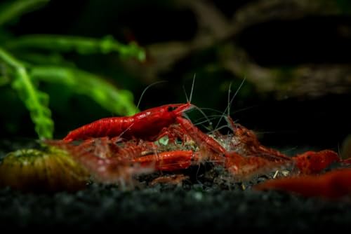 Fire Red Premium High-Grade Neocaridina Freshwater Aquarium Shrimp, Live Arrival Guarantee, 15+ Live Shrimp - color: Red, size: 15