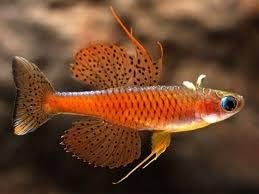 Swimming Creatures™ Freshwater Rainbowfish Live Aquarium Fish (Approx. 3/4"–1") (6 Red Neon Blue Eye Rainbowfish) - color: 6 Red Neon Blue Eye Rainbowfish
