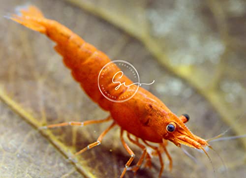 Swimming Creatures™ 10 Sunkist Orange Premium High-Grade Neocaridina Shrimp with 3 Mystery Snail (10 Premium Sunkist Orange + 3 Mystery Snail)