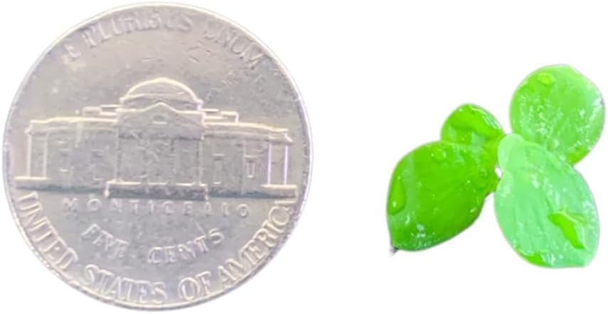 Giant Duckweed, Live Aquarium Floating Plant, Spirodela polyrhiza (50 Plants)