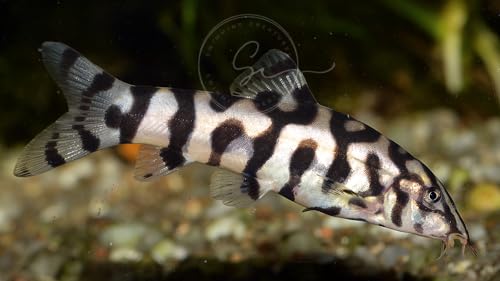 Swimming Creatures 2 Yoyo Loaches (Botia almorhae) Freshwater Aquarium Fish (Size Approx. 1")