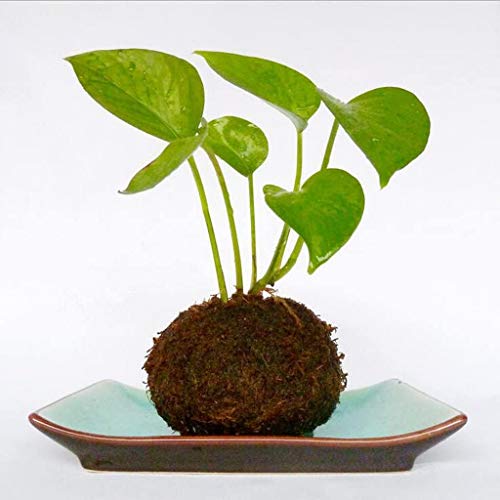Moss Ball Flower Pot Natural Planter Bonsai Plant Holder Bird Nest for DIY Gardening Home Table Decoration - 18cm