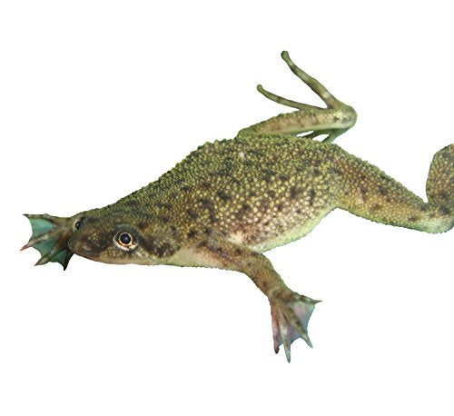 African Dwarf Frog Starter Kit- Includes Certificate for 2 Live Frogs -Small Aquarium, Food, Instructions