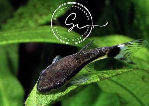 Swimming Creatures 3 Otocinclus Catfish (Otocinclus macrospilus) 2-3cm Freshwater Aquarium Catfish