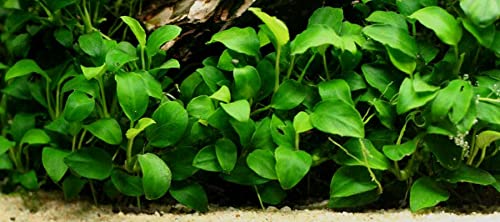 Anubias Barteri Pot Broad Leaf Anubias Easy Live Aquarium Plants Aquatic Plants Buy 2 G1F