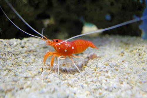 Medium Size Calcium Feeder Stars & Shells for Shrimp, Snails, Crabs, Crayfish, Hermit Crabs and All Tropical Fish…20 Count Bag - size: 20 Count (Pack of 1)