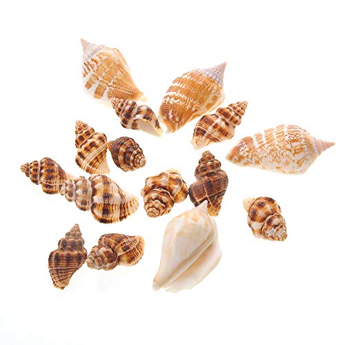 PowerTRC Mixed Beach Sea Shells for Ocean Theme Parties and Weddings Decoration | Vase, Fountain & Fish Tank Filler Various Sizes 1”-2.5” | Approx.100 Sea Shells - size: #1 100 Sea Shells