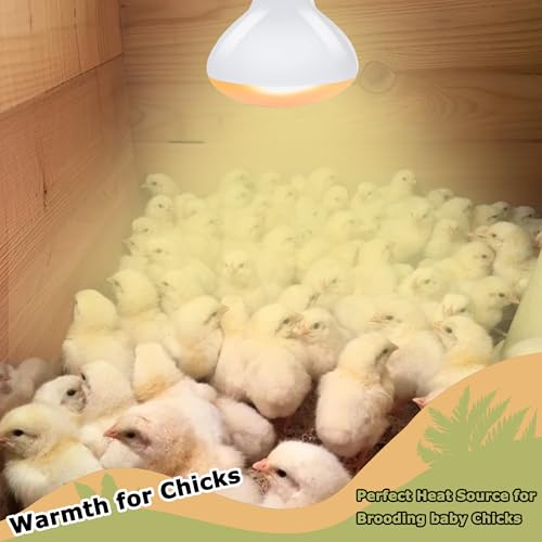 75W Reptile Heat Lamp Bulbs, 2.5 Inch UVA Amphibian Basking Spot Light for Bearded Dragon, Lizard, Tortoise & Chicks – Simulated Sunlight, Daylight Bulb for Aquariums and Tanks | 2 Pack