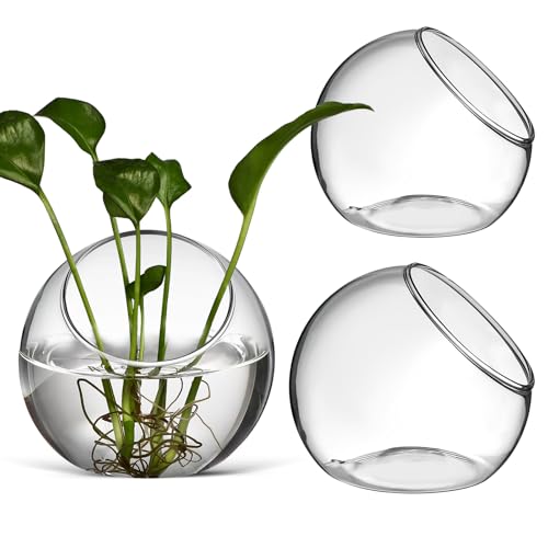 balacoo 3 Pcs Glass Terrariums Bowl for Plants, Terrarium Jar for Air Plant Clear Globe Vase Glass Bowl for Home Desktop Decor | Modern slant-cut design adds elegance to home or office. Transparent glass displays succulents and moss for a stunning view.