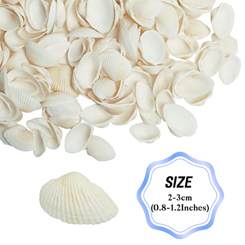 Natural Tiny Sea Shells Small White Clam Shells for Crafts Bulk for Home Decorations, Beach Theme Party, Fish Tank Vase Filler, Bracelet Making Accessories