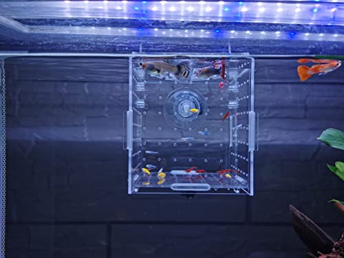 Acrylic Fish breeding Box, Acrylic Fish Isolation Box, Fish Separator for Aquarium, Hatchery Incubator with Suction Cups for Small Baby Fishes Shrimp Clownfish Guppy (3.9 * 3.9 * 3.9inch) - size: 3.9 * 3.9 * 3.9inch