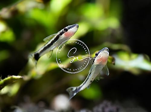 Swimming Creatures 3 Otocinclus Catfish (1-1.5") Freshwater Aquarium Fish 100% Live Arrival Guarantee
