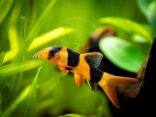 Swimming Creatures 2 Clown loaches (Tiger Botia) Freshwater Aquarium Fish, Live (Size Approx. 1")