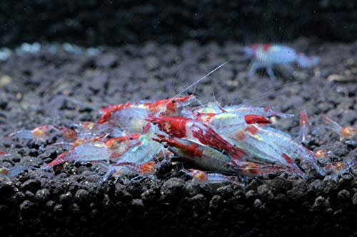 Live Freshwater Aquarium Shrimp - Neocaridina (Red Rili, 10 Pack) - color: Red Rili