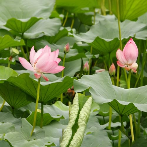 Doter Aquatic Soil for Plants 4.4LBS, Clay Aquarium Soil Suitable for Small Ponds & Water Plants Like Lotus & Water Lily, Safe for Fish & Aquatic Life - size: 4.4 LBS