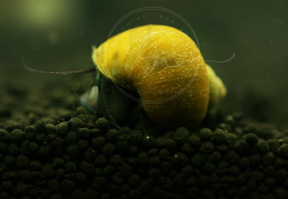 Swimming Creature™ Premium High-Grade Neocaridina Shrimps with Assorted Mystery Snails, Freshwater Aquarium (10 Mixed Shrimps 3 Snails)