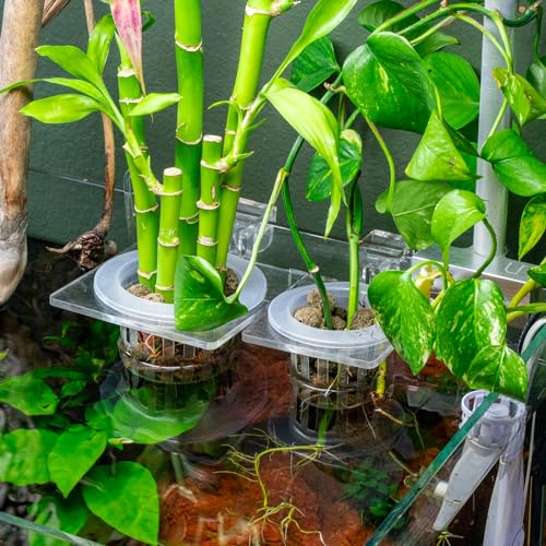 Upgraded Acrylic Adjustable Clear Aquarium Plant Holder, Premium Aquarium Planter, Sturdy Aquarium Pothos Holder for Optimal Plant Growth (Small)