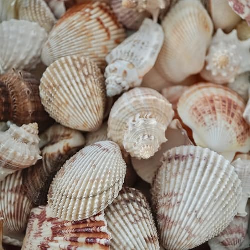 Sea Shells Mixed Beach Seashells, Various Sizes Natural Ocean Seashells for Beach Themed Party DIY Crafts Candle Making Fishtank Vase Fillers Home Wedding Decorations (150)