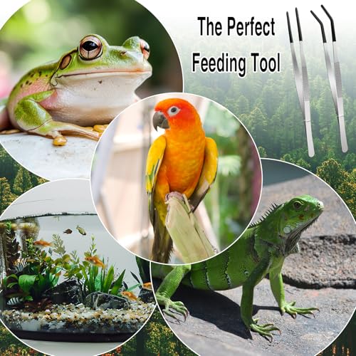 Extra Long Feeding Tongs with Rubber Cover Tips,2PCS 11.8" Stainless Steel Long Tweezers for Fish Tank,Terrarium,Reptile, Bearded Dragon(Straight and Curved Tweezers) (Silver, 11.8inch)