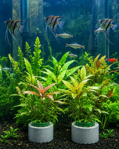 24 Pcs Aquarium Plant Weights Kit, Ceramic Anti-Floating Rings with Soft Sponge – Aquarium Plant Anchors Keep Live Plants in Place. Aquarium Plant Weights for Live Plants to Prevent Floating