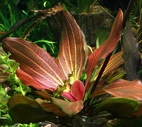 Rooted Live Aquarium Plant Bundle - 6 Easy Species | Snail Free Guaranteed