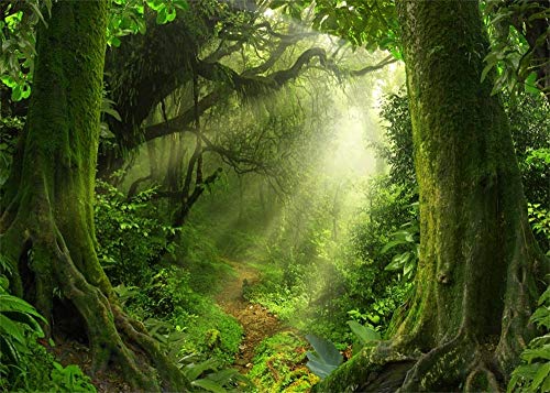 Enchanted Forest Backdrop 7x5ft Green Trees Outdoor Jungle Forest Backdrops for Photography Fairytale Nature Rainforest Sunset Party Decorations Background Kids Baby Photo Props Vinyl