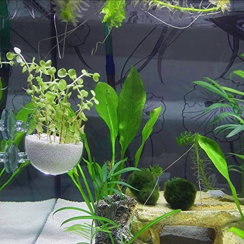 Aquarium Plant Decoration with 2 Suction Cups for Fish Tank, Glass