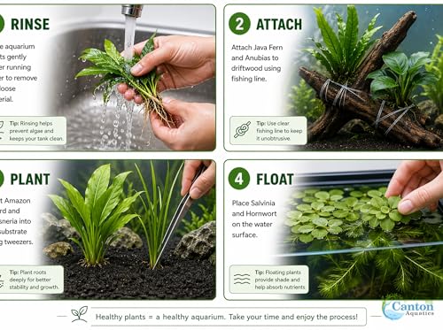 Live Aquarium Plants Bundle 6 Pack Beginner Freshwater Plants Low Light No CO2 - Low | Medium | High Light