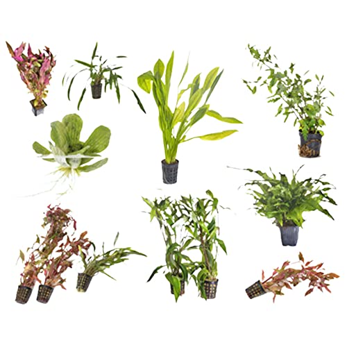 Beginner Live Aquarium Plants Bundle 10 Plants Freshwater Easy Starter Pack - Low | Medium | High Light - size: Standard
