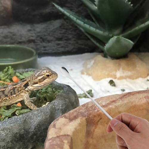 Toyvian 5pcs Durable Pet Food Scoops Ergonomic Reptile Feeding Utensils for Lizards and Small Animals Lightweight and Portable for Home and Aquarium Use