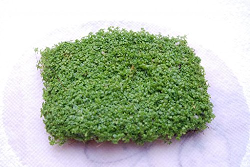Dwarf Baby Tears on 5 x 3 mat - Foreground Carpet Aquarium Plant
