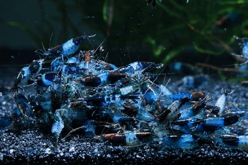 Live Freshwater Aquarium Shrimp - Neocaridina (Carbon Rili, 10 Pack) - color: Carbon Rili