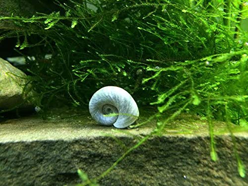 Aquatic Arts 1 Live Blue Ramshorn Snail | Aquarium Sand/Substrate Clearer | Freshwater Fish Tank Accessories