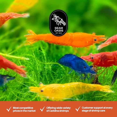 Mix Neocaridina Shrimps for Live Shrimp Freshwater Aquarium - Live Shrimp Arrival Guarantee (Pack of 40, Mixed) - color: Mix, size: 40