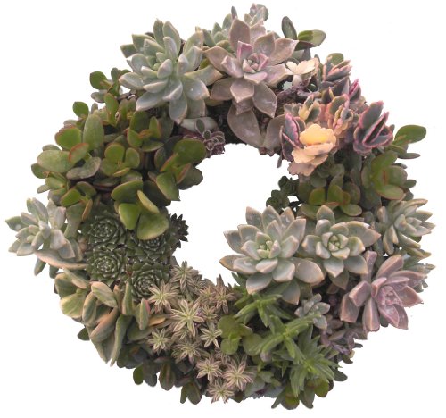 Living Wreath Sphagnum Moss - 11" Outside Diameter