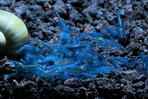 Live Freshwater Aquarium Shrimp - Neocaridina (Blue Velvet, 10 Pack) - color: Blue Velvet
