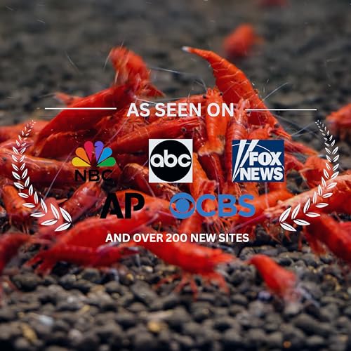 Fire Red Premium High-Grade Cherry Shrimp Neocaridina Freshwater Aquarium, Live Shrimp Freshwater Aquarium Live Arrival Guarantee (Pack 10) - color: Red, size: 10