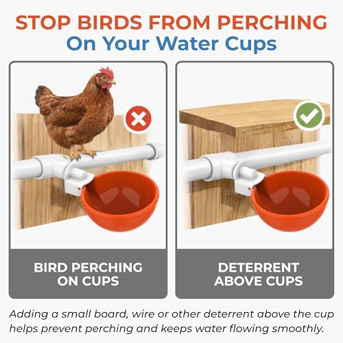 Lil'Clucker Large Automatic Chicken Waterer Cups with 1/2" PVC Tee Fittings - Chicken Water Cups, Chicken Water Feeder, for Chicks, Duck, Goose, Turkey - Poultry Waterer Feeder Kit (Orange, 8-Pack) - size: 8-Pack