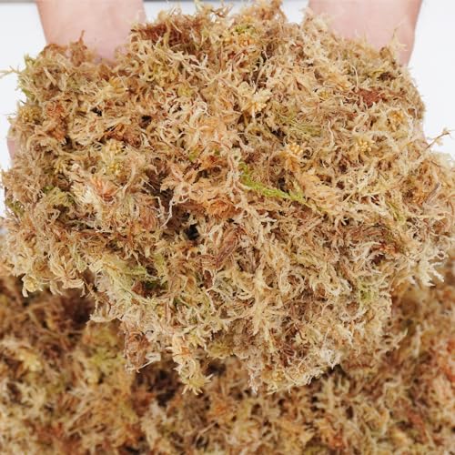 Sphagnum Moss 2.5 lb for Plant Propagation, Great Orchid Potting Mix, Help with Maintain Humidity - size: 2.5 lb