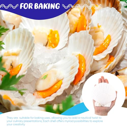 50 Pcs Sea Shell for Crafting Natural Large Scallop White Oyster Shells Bulk for Decorating DIY Home Decor Beach Wedding Ocean Themed Party(3.5''-3.9'') - size: 3.5''-3.9''