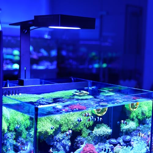 NICREW NavaReef 65 Reef LED Light, 65W Reef Aquarium Lighting for Soft/LPS Corals and Saltwater Fish Tanks, Built-in Timer, Blue Focused Spectrum - size: NavaReef 65