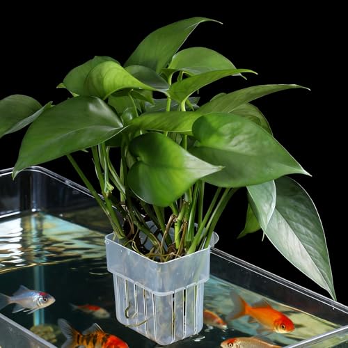 2 PCS Aquarium Plant Holder, Clear Top Hanging Fish Tank Plant Holders, Aquarium Planter Cups with Hook and Screws for Fish Tank Aquaponic Plant Cultivation and Aquascape Decorations