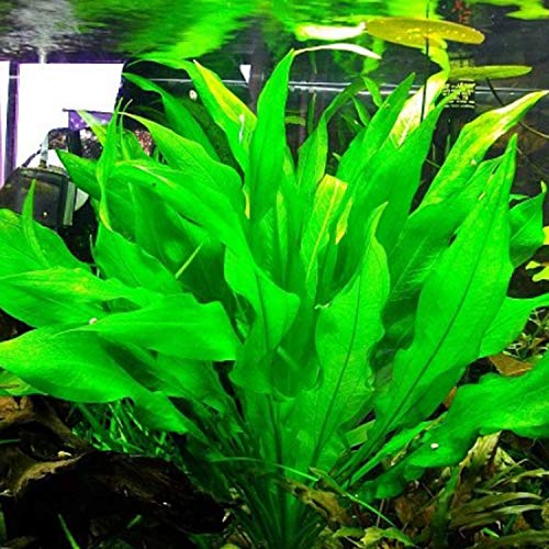 3-Bundles Amazon Sword | Echinodorus Bleheri Live Aquarium Plants Package Aquatic Freshwater Fish Tank Decorations