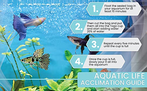 D&A Tropical Live Fish - ABINO Full RED Ribbons Guppy Live Fish, Female and Male Guppies for Aquariums, Freshwater (1 Trio (1Male,2Female))