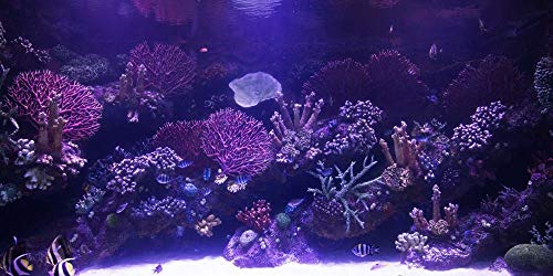 Aquatic Fundamentals Metal Aquarium Stand (10 Gallon, Black) - color: Black, size: 10 Gallon