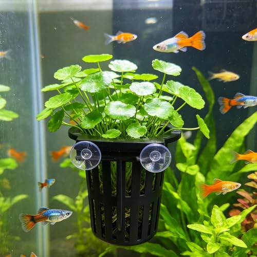 Aquarium Plant Holder Pack of 2 Black Hanging Aquatic Plant Cup Pot for Fish Tank,Round Hydroponic Planter Basket for Aquascape,3-Size Hooks & Suction Cups