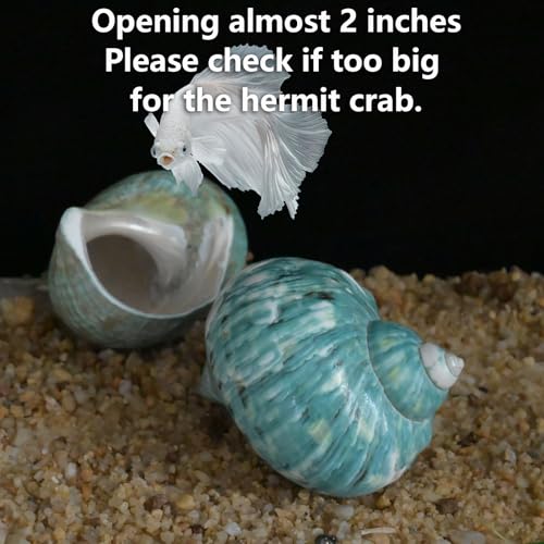 Extra Large Hermit Crab Shells, Turbo Seashell, Teal Green Polished Natural Sea Conch, Opening, Shrimp/Fish Shelter for Aquarium, Reptile Tank Decorations, 2 Pack